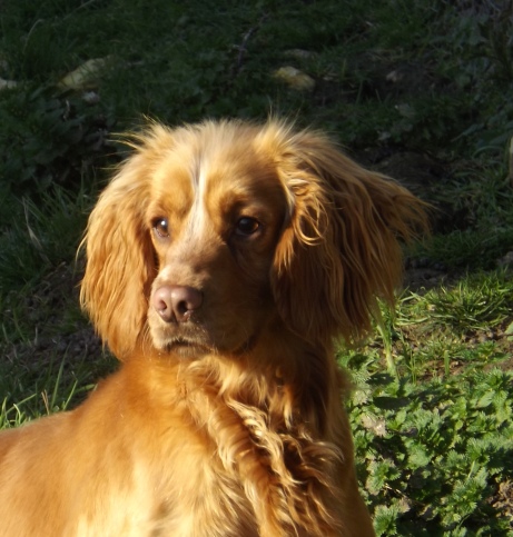 Cocker spaniel gun dog for sale sale